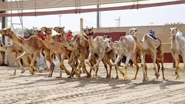  مهرجان الهجن