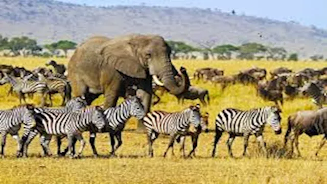 هجرة حيوانات برية