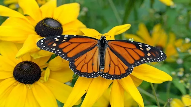 لا تنخدع بجمالها.. ما حكاية فراشة الملك السامة؟