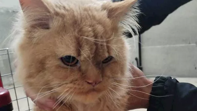 الطب البيطري بالإسماعيلية تكثف القوافل المجانية بق