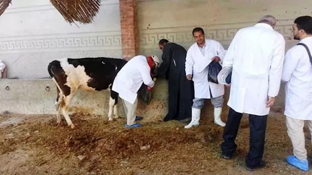 الزراعة تحصين 1.7 مليون رأس ماشية ضد الحمى القلاعي