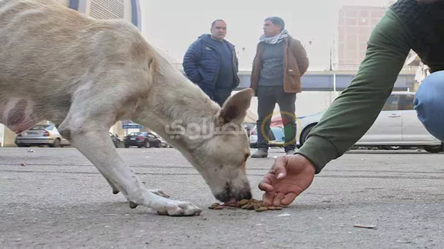 فعاليات مبادرة إيد واحدة ضد السعار 