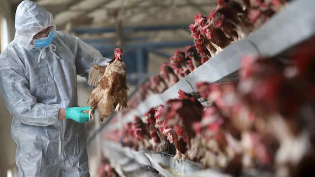  إنفلوانزا الطيور