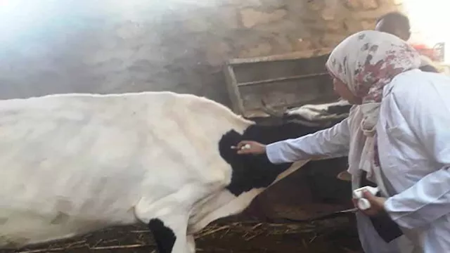 تطعيم الحيونات ضد الحمى القلاعية