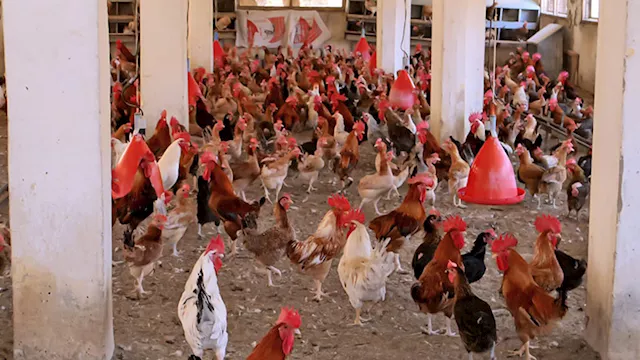 مشروعات تربية وتسمين الدواجن