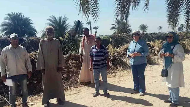 الفئران تهاجم المحاصيل.. ماذا تفعل الزراعة لمواجهة هجمات القوارض في الأقصر؟