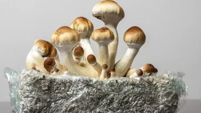 مخدر الماجيك مشروم