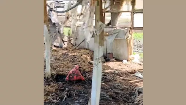 جانب من الحريق