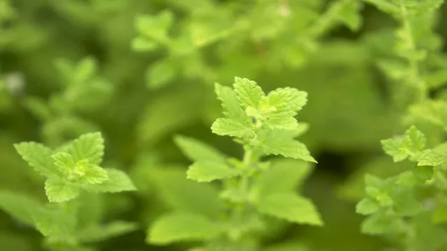 دراسة: هذه النبتة قد تحمي الدماغ من الالتهابات