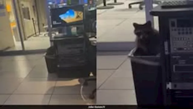 فاجأ الموظفين.. ضيف غير متوقع يقتحم محطة تلفزيونية