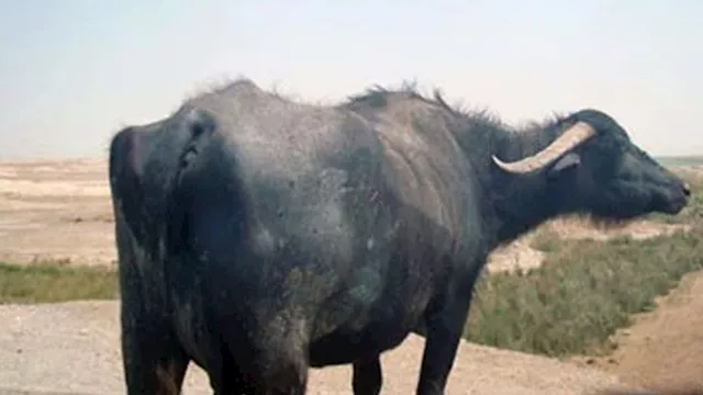 زفة لجاموسة مسروقة بعد استعادتها في قرية بالبحيرة