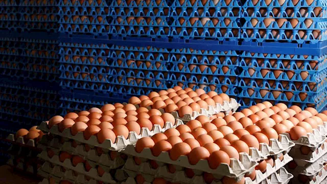 أسعار البيض