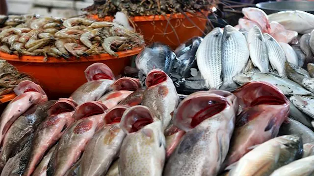 أسعار الأسماك