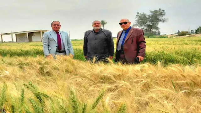 متابعة محصول القمح 