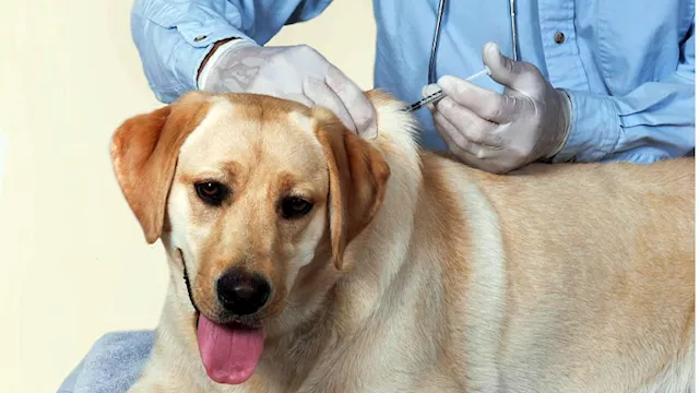 الحملة القومية لمكافحة السعار