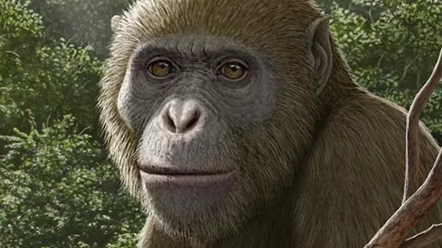 القردة العليا