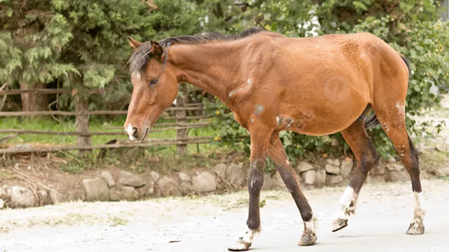 تعذيب حصان أثناء تأجيره للأطفال بالغربية