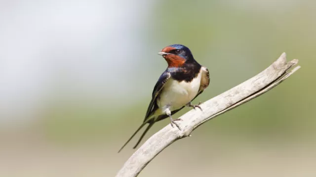 طائر السنونو