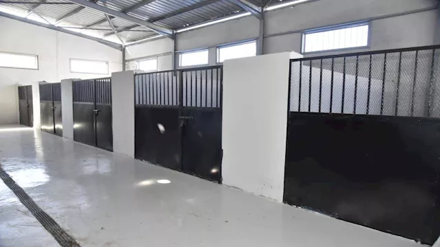 تشغيل شلتر ايواء الكلاب الضالة في بورسعيد