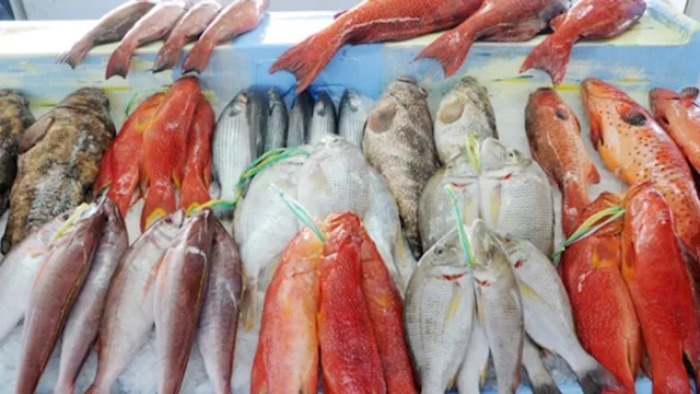 أسعار الأسماك