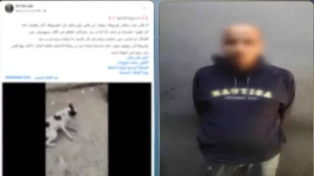 التعدي على كلب ضال 