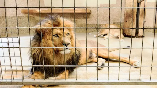 أسد يهاجم طفلة