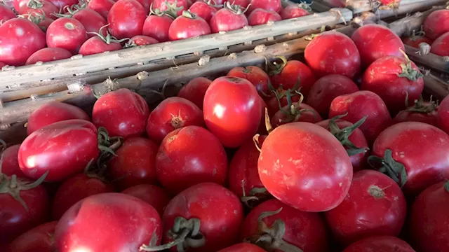 نقيب الفلاحين يكشف موعد انخفاض أسعار الطماطم