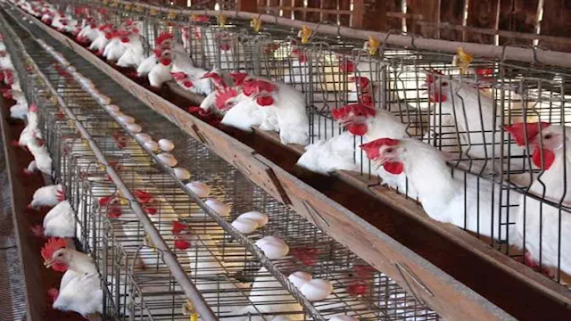 أسعار الدواجن والبيض