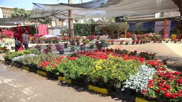 معرض زهور الربيع 