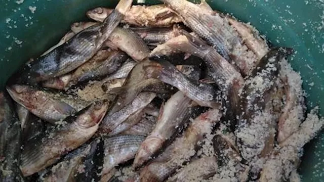 ضبط فسيخ فاسد