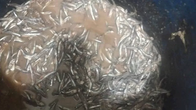 ضبط 500 كجم سردين مجهول المصدر