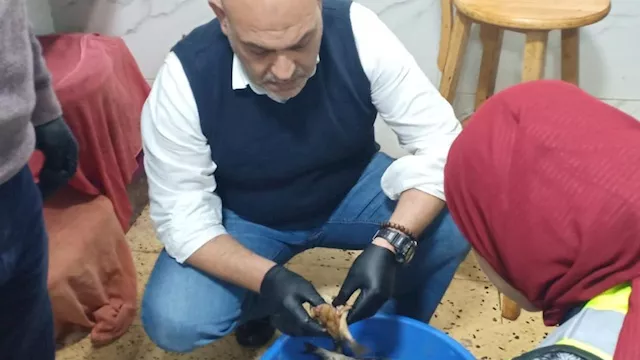 ضبط اسماك مملحه فاسده