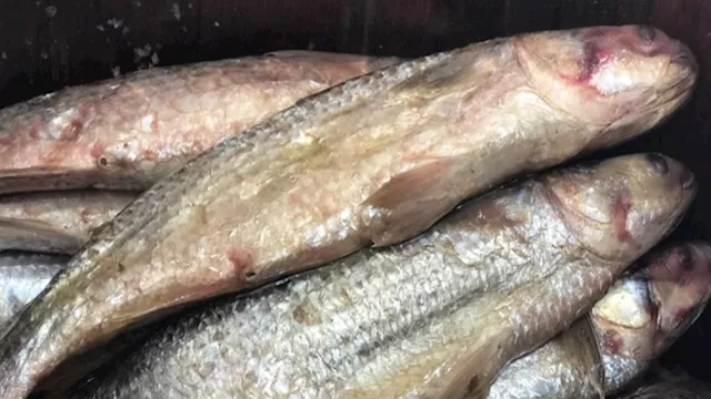 الأسماك المملحة