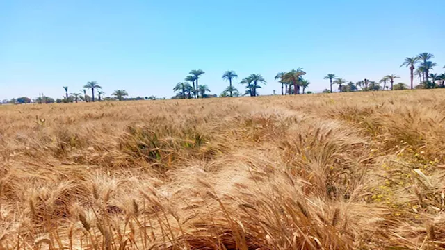 محصول القمح