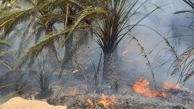 حريق بمزرعة نخيل بالوادي الجديد