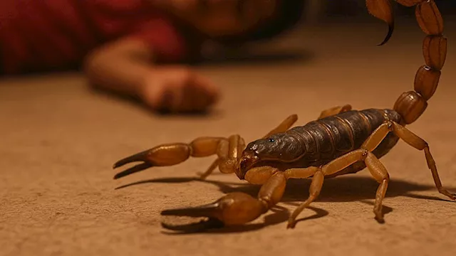 إصابة طفلين بلدغات العقارب
