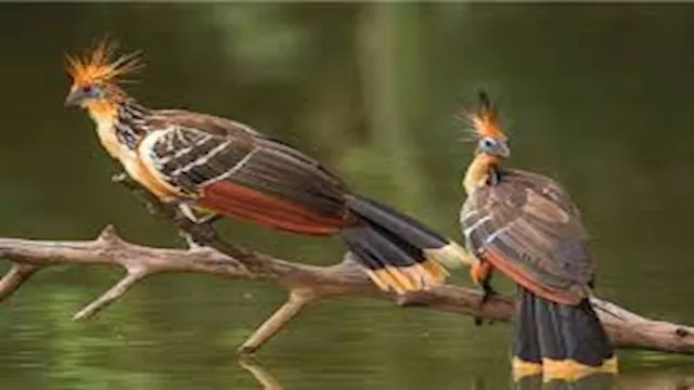 طائر الهواطزين