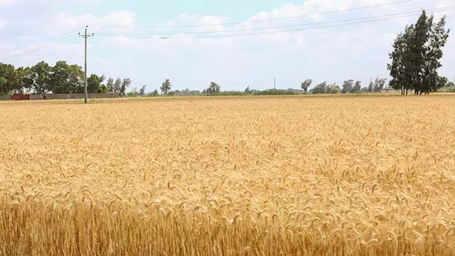 القمح