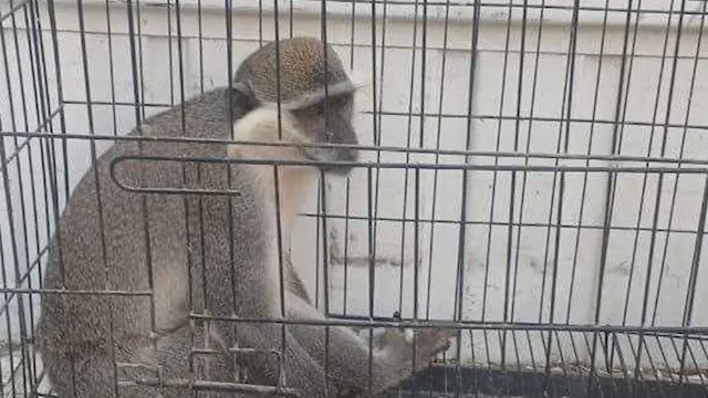 الإمساك بالنسناس الهارب بقرية الزنكلون في الشرقية