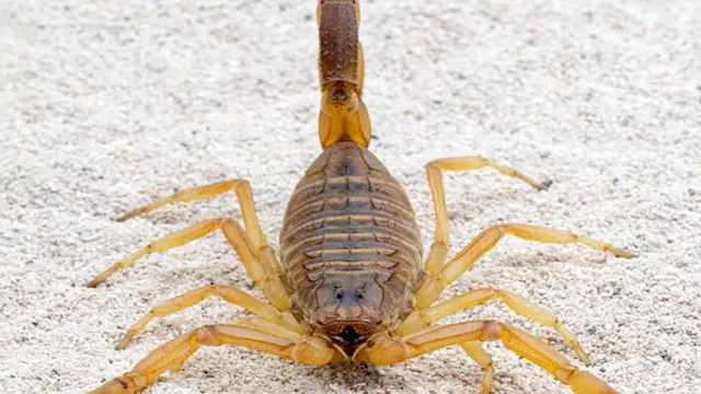 أنواع العقارب في صحراء الوادي الجديد