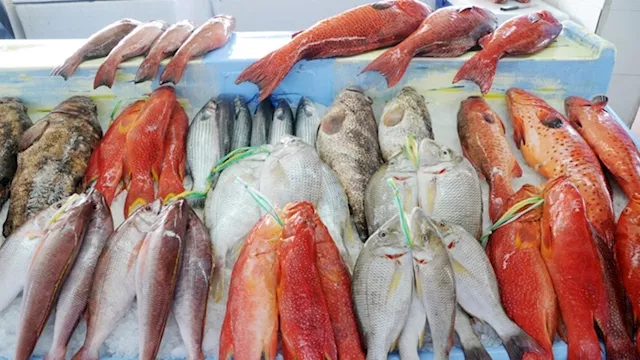 أسعار الأسماك