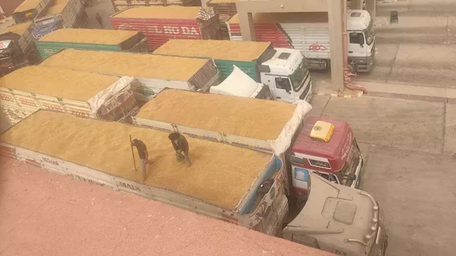 توريد القمح في الوادي الجديد