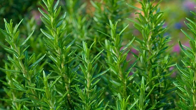 إكليل الجبل