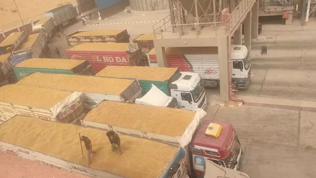 الوادي الجديد الأولى بمصر في حصاد القمح