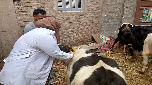 تحصين الماشية ضد الحمى القلاعية - ارشيفية