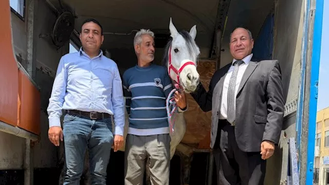 تصدير الخيول المصرية إلى الأردن