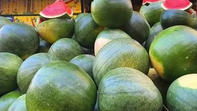 شعبة الخضروات توضح أسباب ارتفاع أسعار البطيخ هذا ا