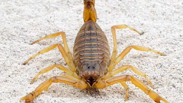 أنواع العقارب في صحراء الوادي الجديد