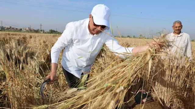 محافظ المنيا بالمنجل وسط المزارعين