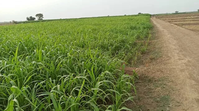 تحذير من تقلبات جوية حادة تهدد المحاصيل